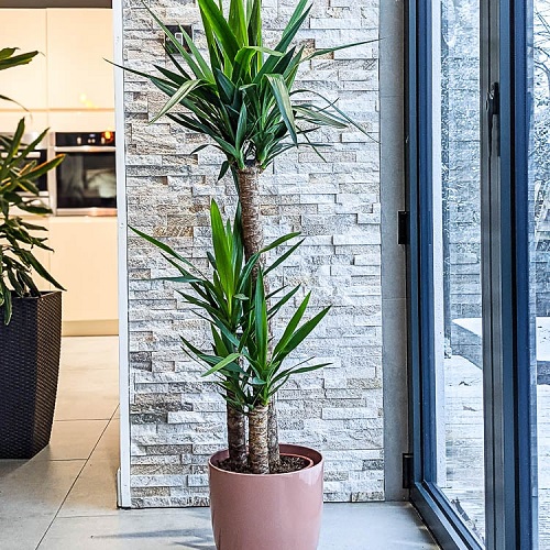  Types of Palm Trees for Indoors 2