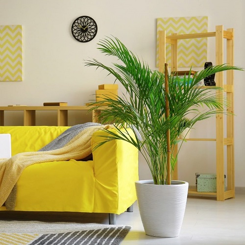  Types of Palm Trees for Indoors 3