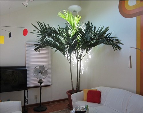  Types of Palm Trees for Indoors 4