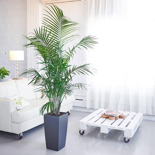  Types of Palm Trees for Indoors 6