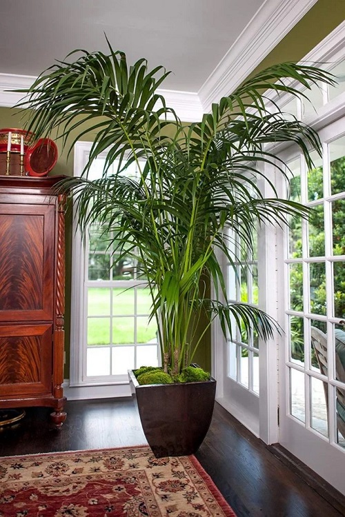  Types of Palm Trees for Indoors 7