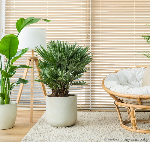  Types of Palm Trees for Indoors 8
