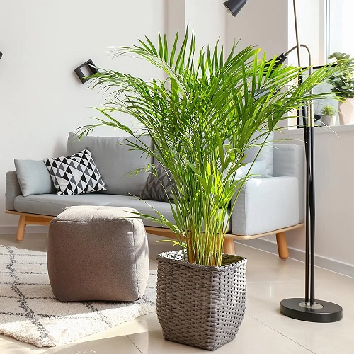  Types of Palm Trees for Indoors 9
