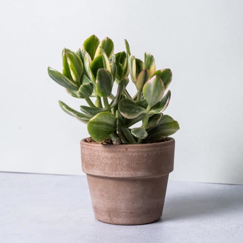 Different Types of Jade Plants 17