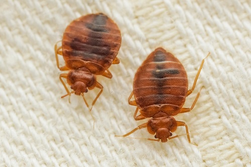 How Long Do Bed Bugs Live on Clothes 1