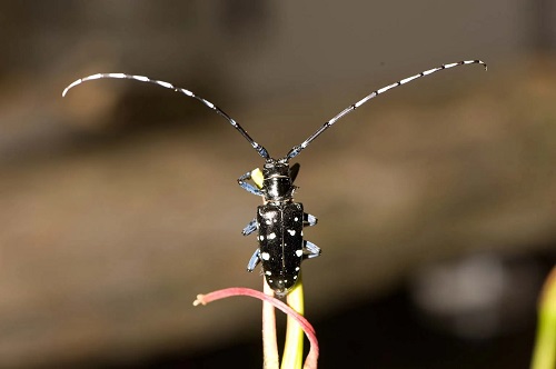 Asian Longhorned Beetle