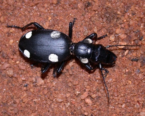 Domino Beetle or Six-Spot Ground Beetle