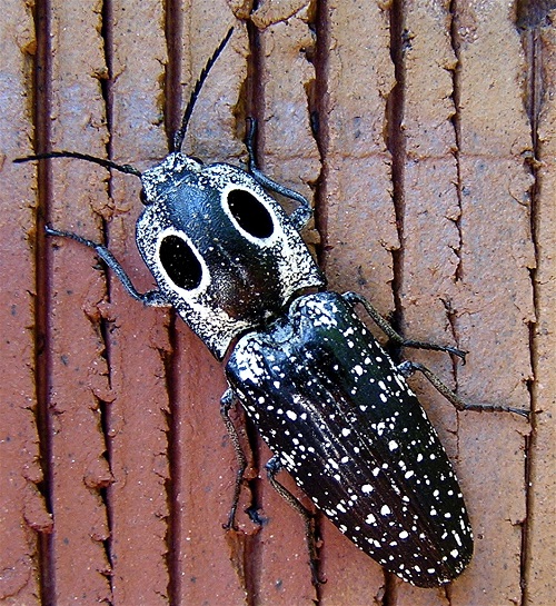 Black Bugs With White Spots 10