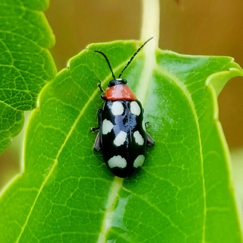 Black Bugs With White Spots 3