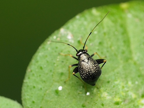 Black Bugs With White Spots 7