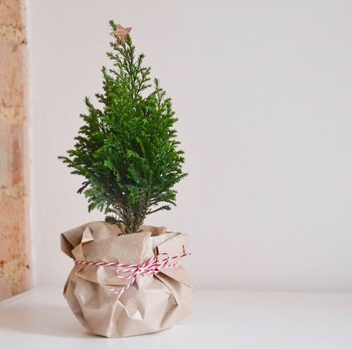 Wrapped Potted Plant Centerpieces and Gift Ideas 23