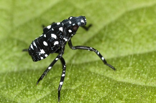 Black Bugs With White Spots 6