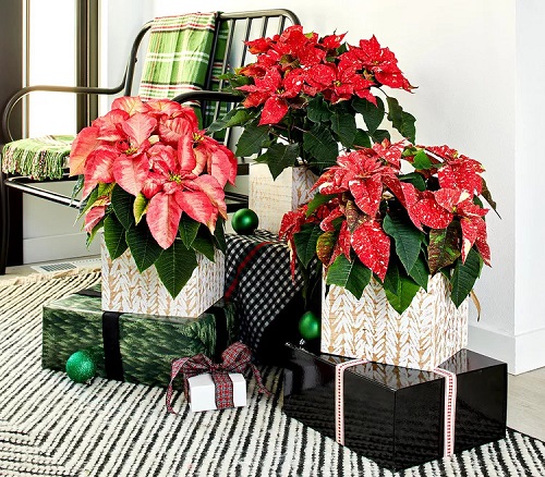 Wrapped Potted Plant Centerpieces and Gift Ideas 24