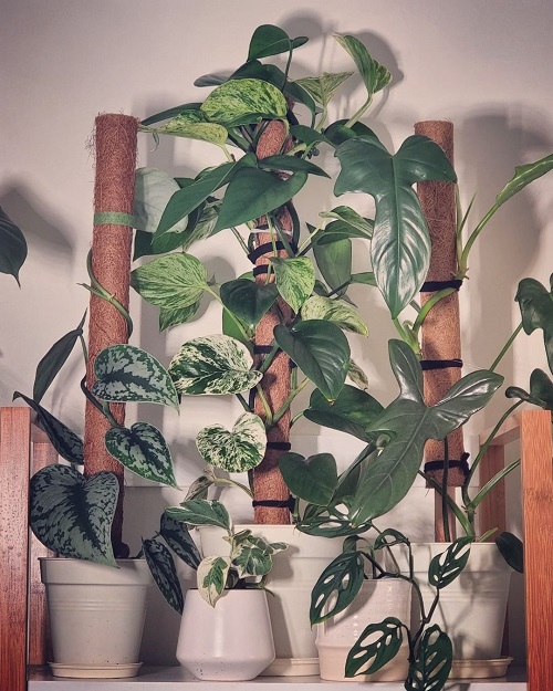 22 Stunning Pictures of Pothos and Philodendrons Planted Together ...