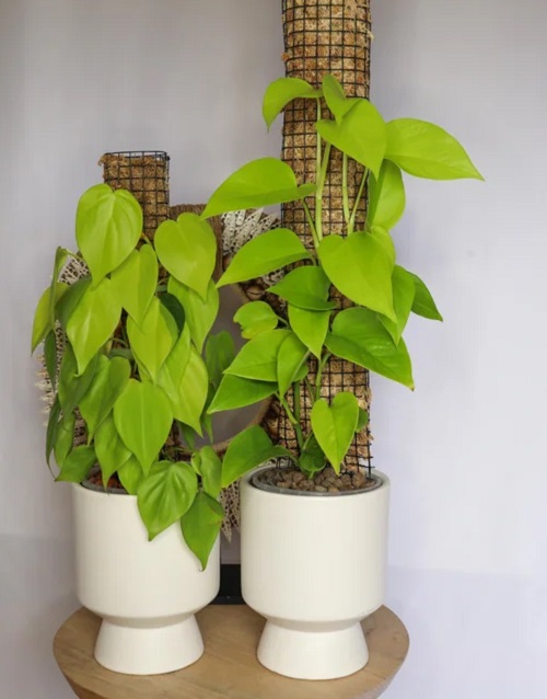 22 Stunning Pictures of Pothos and Philodendrons Planted Together 6