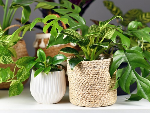 22 Stunning Pictures of Pothos and Philodendrons Planted Together 7