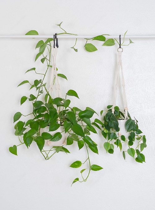 22 Stunning Pictures of Pothos and Philodendrons Planted Together 8