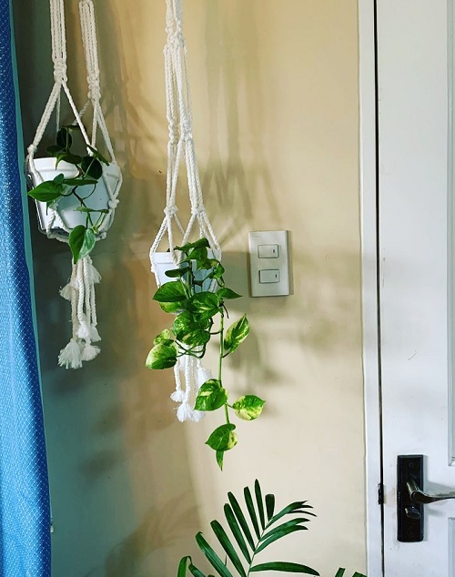 22 Stunning Pictures of Pothos and Philodendrons Planted Together 9