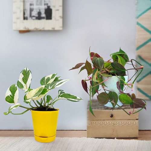22 Stunning Pictures of Pothos and Philodendrons Planted Together 10