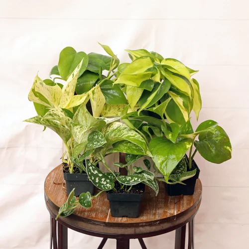 22 Stunning Pictures of Pothos and Philodendrons Planted Together 1