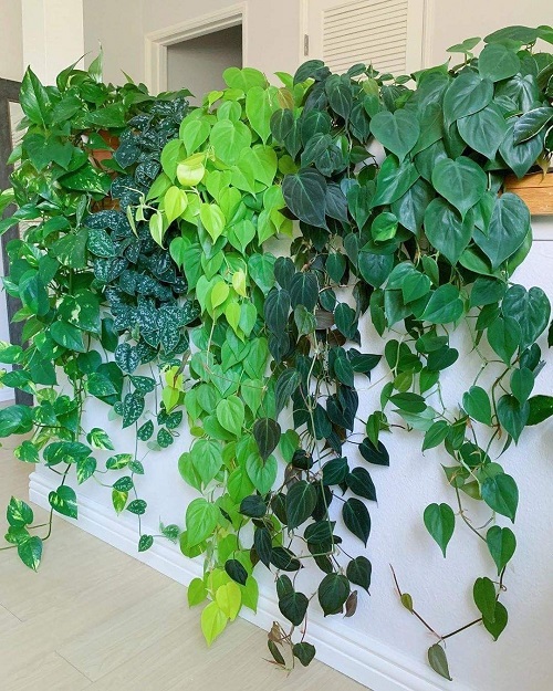 22 Stunning Pictures of Pothos and Philodendrons Planted Together 11