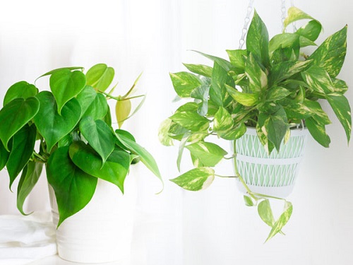 22 Stunning Pictures of Pothos and Philodendrons Planted Together 3