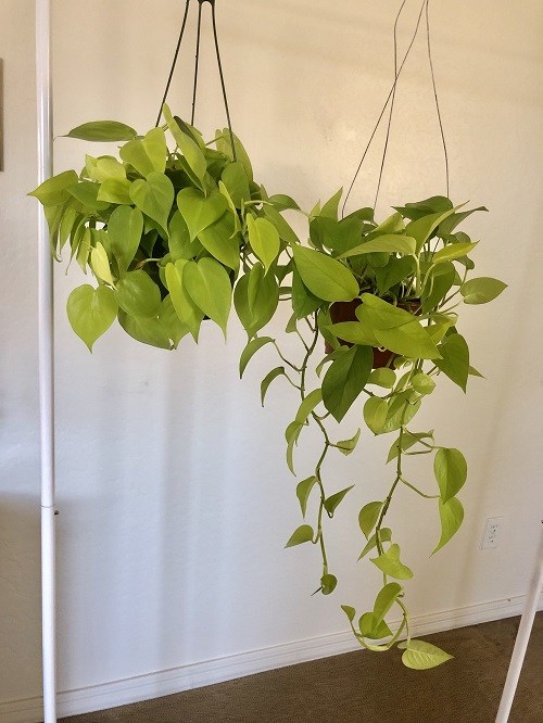 22 Stunning Pictures of Pothos and Philodendrons Planted Together 2