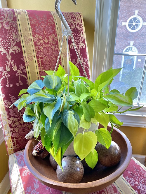 22 Stunning Pictures of Pothos and Philodendrons Planted Together 4