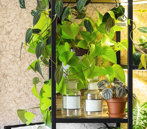 22 Stunning Pictures of Pothos and Philodendrons Planted Together 5