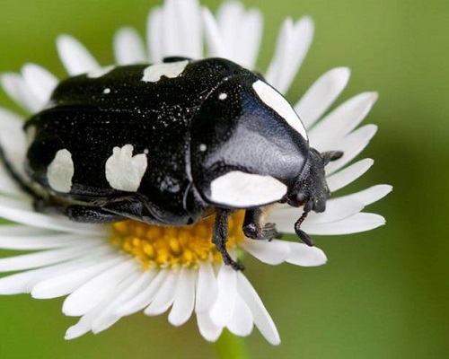 White-Spotted Fruit Chafer