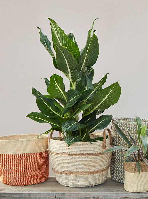 Indoor Plants That Look Like Banana Trees 2
