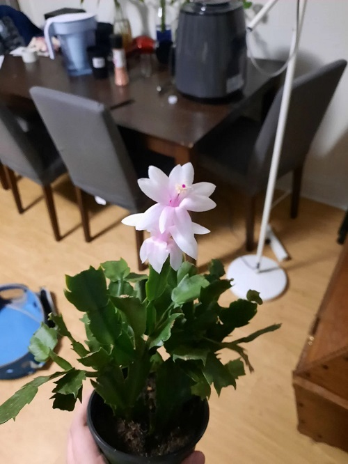 Thanksgiving Cactus