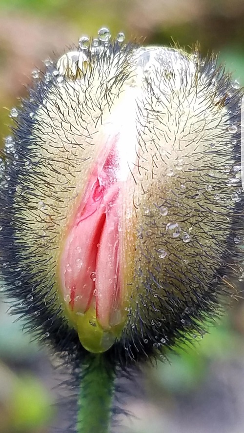 Flowers That Look Like Vaginas 5