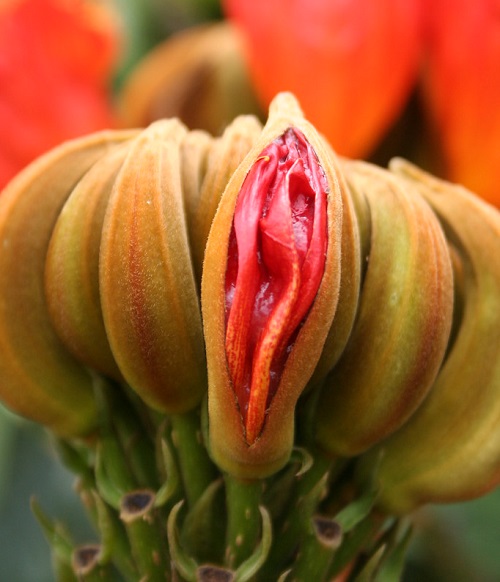 Africa Tulip Flower