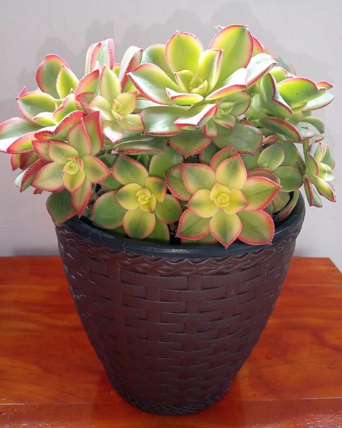 Succulent Plants That Look Like Roses 4