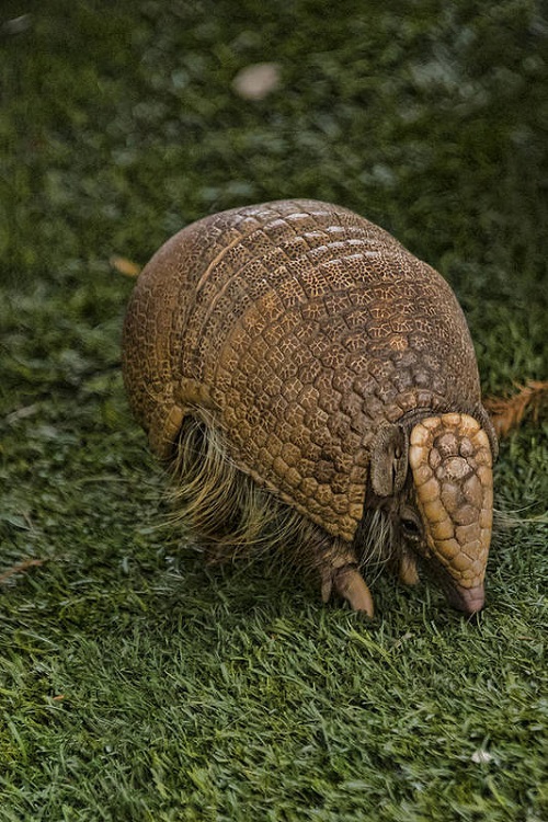 How to Use Vinegar to Get Rid of Armadillos - Hello Lidy
