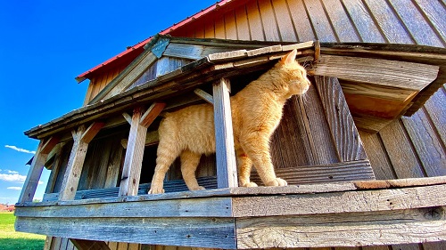 Cat Cabin with Reclaimed Wood