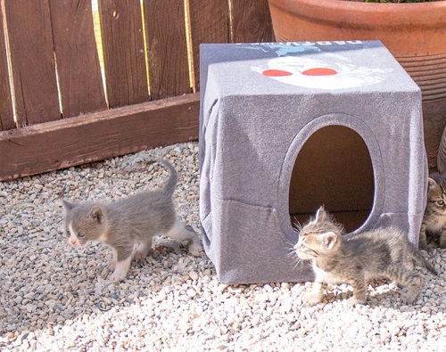 DIY Outdoor Cat House Ideas 4