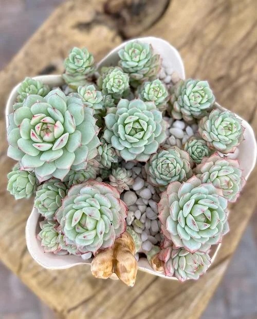 Succulent Plants That Look Like Roses 3