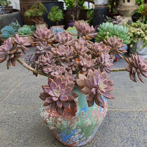 Succulent Plants That Look Like Roses 7