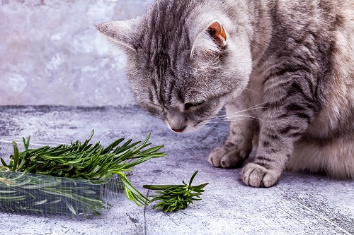 Is Rosemary Safe for Cats 3
