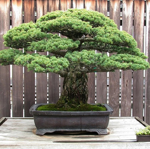How Long Do Bonsai Trees Live? 3
