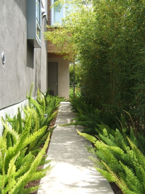 Fern Lined Garden Pathway