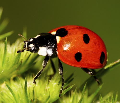 Do Ladybugs Eat Ants 1