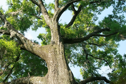 How to Prevent Oak Tree Borers Infestation?