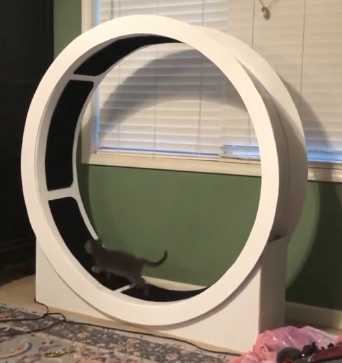 22 Amazing DIY Cat Wheel Plans Hello Lidy