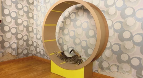 DIY Cat Exercise Wheel From Cardboard