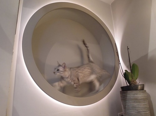 Illuminated Cat Wheel DIY