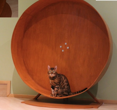 Diy plastic cat clearance wheel