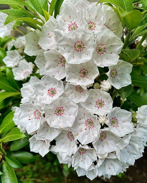 White Bell Shaped Flowers 1